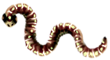 <img:stuff/1AppleWorm_9.png>