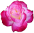 <img:stuff/1RoseBullet.png>