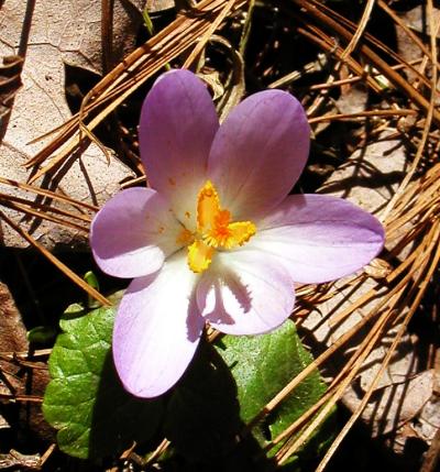 <img400*0:stuff/1st%20flowers%2008%202.jpg>