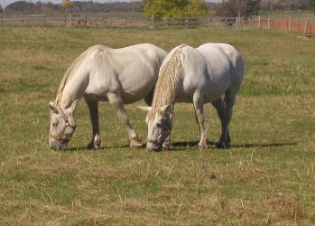 <img0*250:stuff/2%20white%20mares%20%20.jpg>