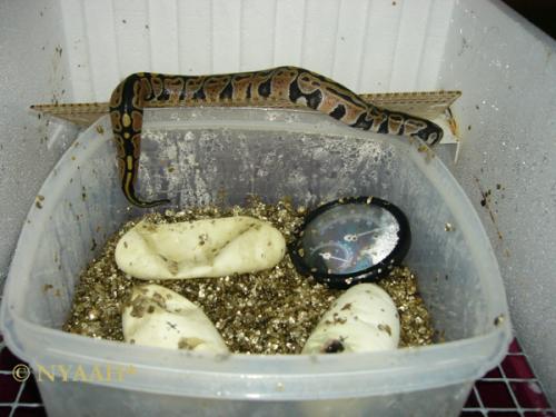 <img500*0:http://elftown.heddate.com/stuff/2.bibi_klettert_rum.jpg>