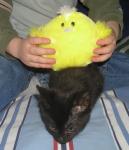 <img0*150:stuff/27a.jpg>