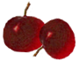 <img:stuff/2_Cherries!_3.png>