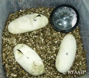 <img300*0:stuff/2baby_gelege.jpg>