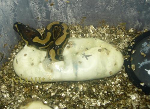 <img500*0:http://elftown.heddate.com/stuff/2stes_bibi_schlüpft.jpg>