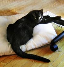 <img0*220:stuff/3%20Cookkiee~Cat.jpg>