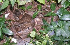 <img0*190:stuff/3%20bunnys%20a.jpg>