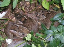 <img0*190:stuff/3%20bunnys%20b.jpg>