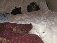 <img0*150:stuff/3%20on%20bed%202a.jpg>