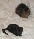 <img0*150:stuff/3%20on%20bed%203a.jpg>