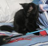 <img0*150:stuff/31a.jpg>