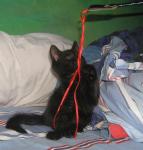 <img0*150:stuff/32a.jpg>
