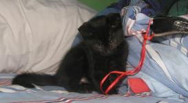<img0*150:stuff/33a.jpg>