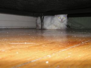 <img300*0:stuff/37a.jpg>