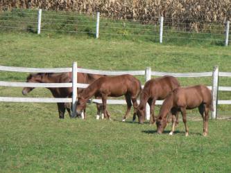 <img0*250:stuff/3_weanlings.jpg>