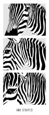 <img100*0:stuff/3ofzebralla_small%20copy.png>