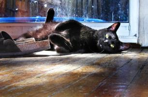 <img0*200:stuff/4%20Cookkiee~Cat.jpg>