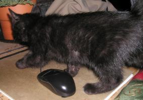 <img0*200:stuff/49a.jpg>