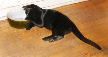 <img0*200:stuff/5%20Cookkiee~Cat.jpg>