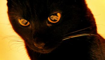 <img0*200:stuff/55.jpg>