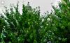 their nests in his boughs