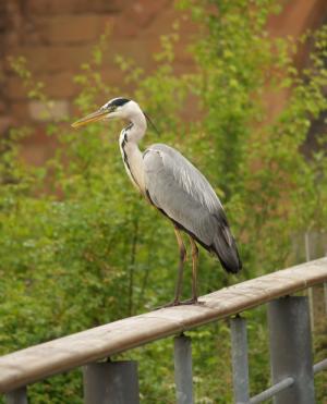 <img300*0:stuff/558mybirdfriend.jpg>