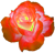 <img:stuff/6RoseBullet.png>