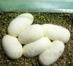 <img250*0:stuff/6_eier_massband.jpg>