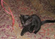 <img0*150:stuff/6a.jpg>