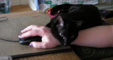 <img0*200:stuff/7%20arm%20cat.jpg>