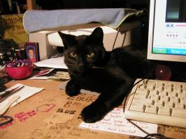 <img0*200:stuff/8%20desk%20cat.jpg>