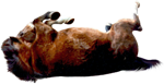 <img:stuff/AGoodRoll-Bay150_rev_test.png>