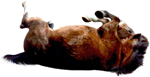 <img:stuff/AGoodRoll-Bay150_test.png>