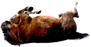 <img:stuff/AGoodRoll-Bay300_rev_test.png>