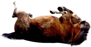 <img:stuff/AGoodRoll-Bay300_test.png>
