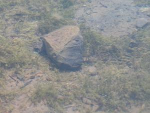 <img300*0:stuff/A_Rock_Below.jpg>