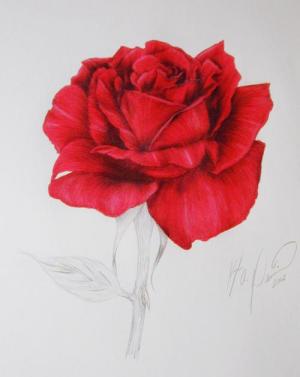 <img300*0:http://elftown.heddate.com/stuff/A_Sweet_Red_Rose.jpg>