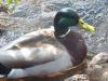 A_cute_male_(and_part_of_a_female)_Duck_:)