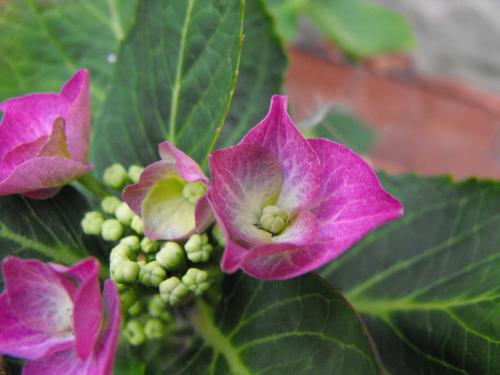 A_flower_from_my_garden