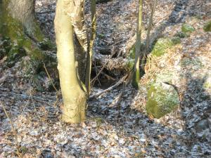 <img300*0:stuff/A_small_watercave_with_icicles_%3aP.jpg>
