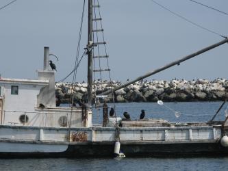<img0*250:stuff/Abandoned_Boat2.jpg>