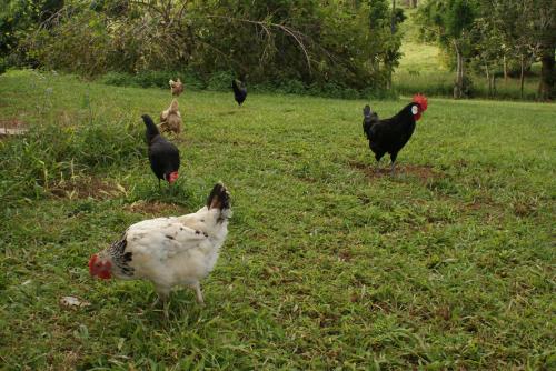 <img500*0:stuff/All%20Chickens.jpg>