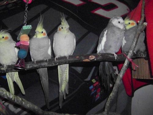 <img500*375:stuff/All_the_cockatiels_%3a3.jpg>