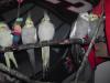 All_the_cockatiels_:3