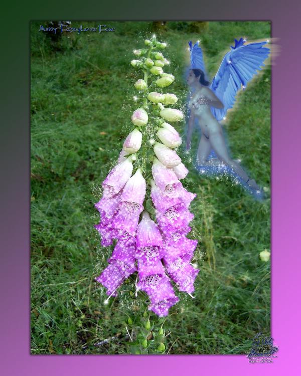 <img600*0:stuff/AmyFae-Foxglove.jpg>