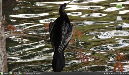 Anhinga