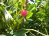 <img100*0:stuff/Another_Bleeding_Heart.jpg>