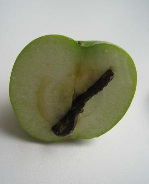 <img300*0:stuff/Apple.jpg>