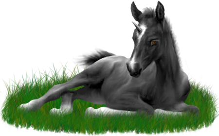 <img:stuff/ArabianFoalUniCharBlk.png>