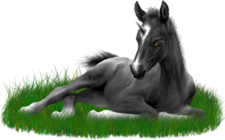 <img:stuff/ArabianFoalUniCharBlkSM.png>